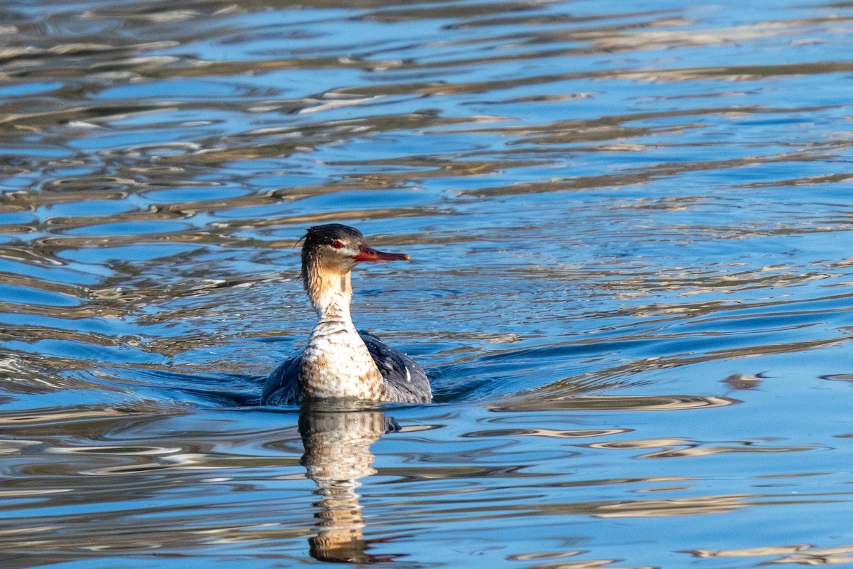 ウミアイサ - ML646703721