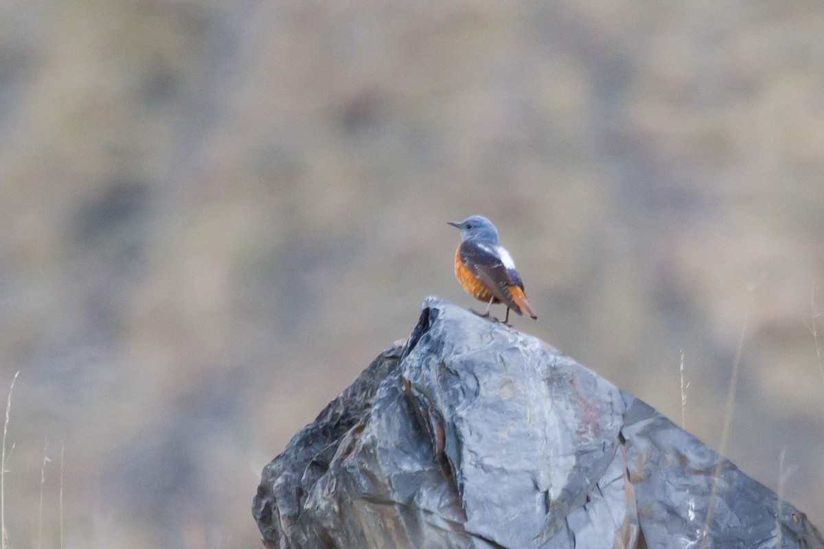 コシジロイソヒヨドリ - ML646703724