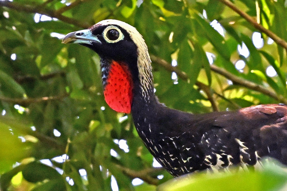 カオグロナキシャクケイ - ML646703725