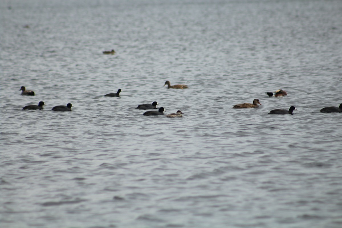 アカオタテガモ - ML646703726