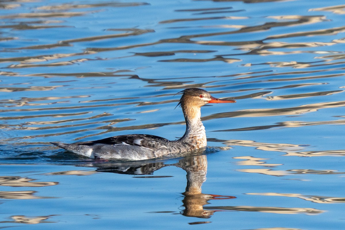 ウミアイサ - ML646703727