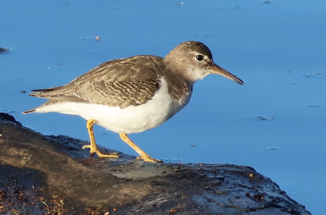 アメリカイソシギ - ML646703728