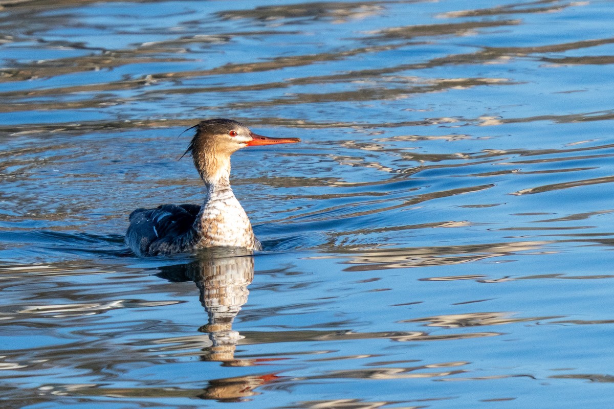 ウミアイサ - ML646703732