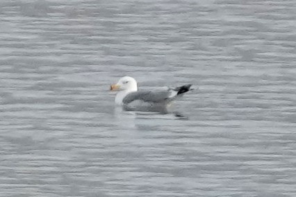 カスピセグロカモメ - ML646703733