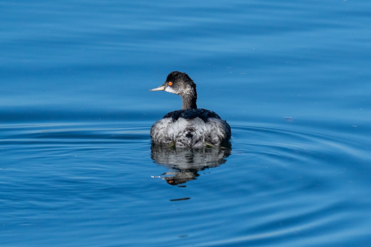 ウミアイサ - ML646703734