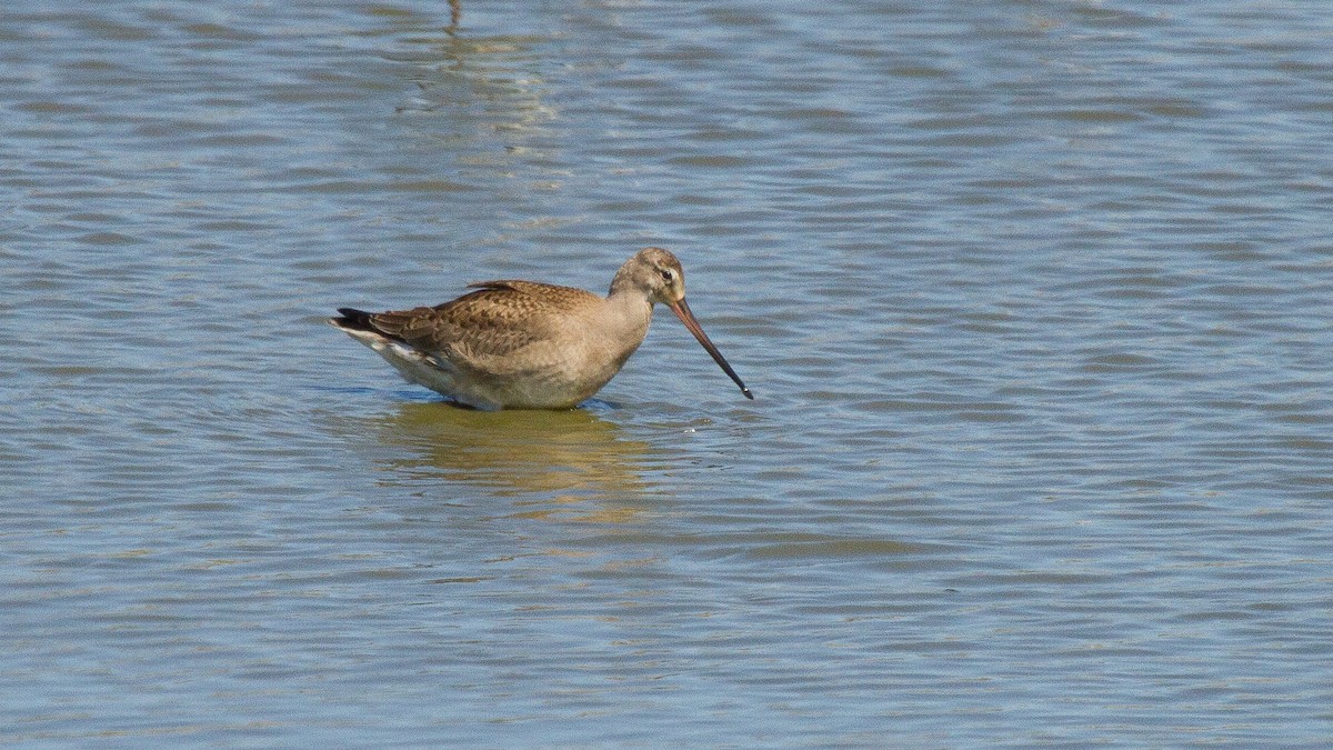 アメリカオグロシギ - ML646703736