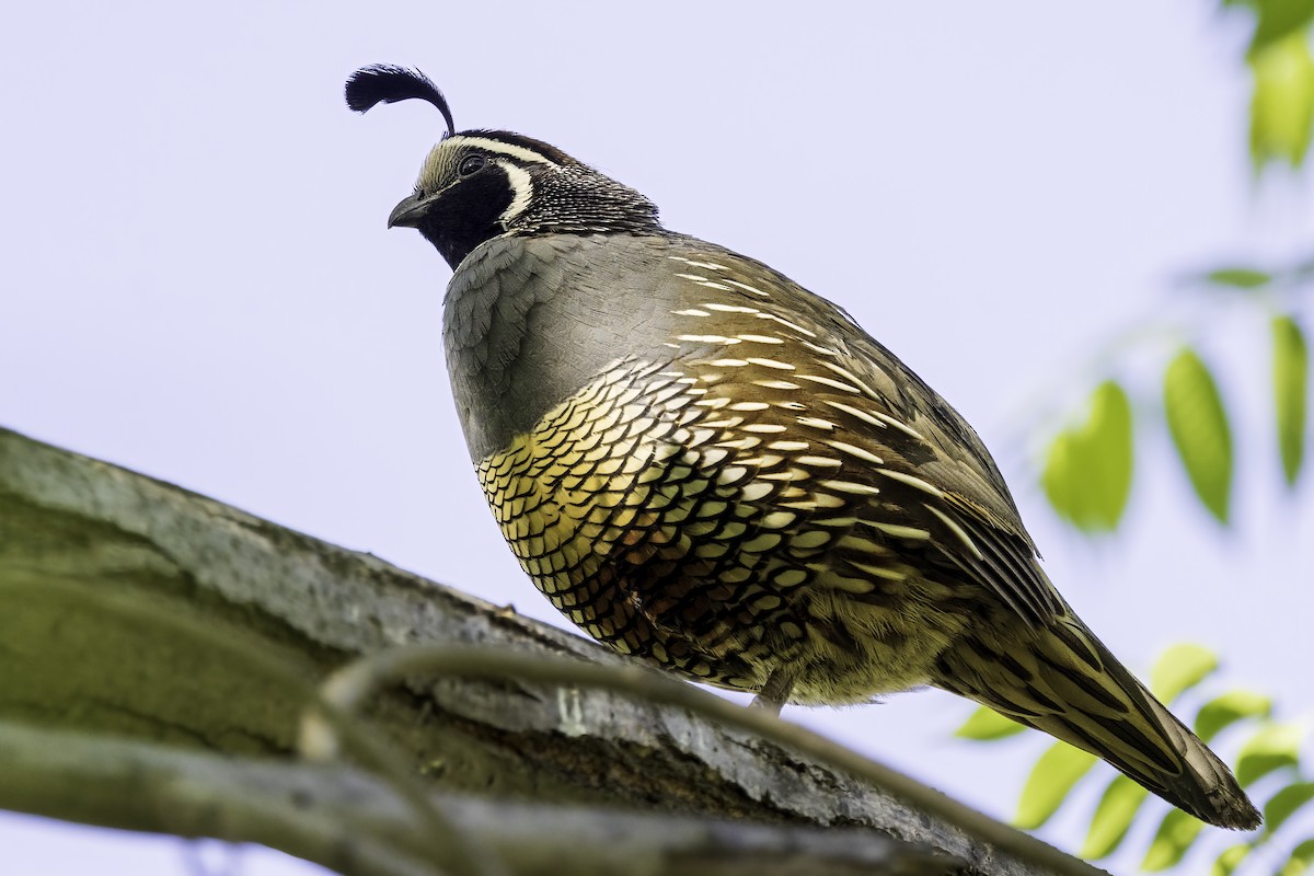 Калифорнийский перепел - ML646703743