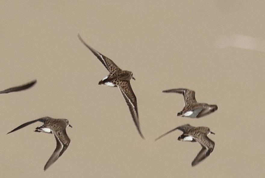 アメリカヒバリシギ - ML646703751