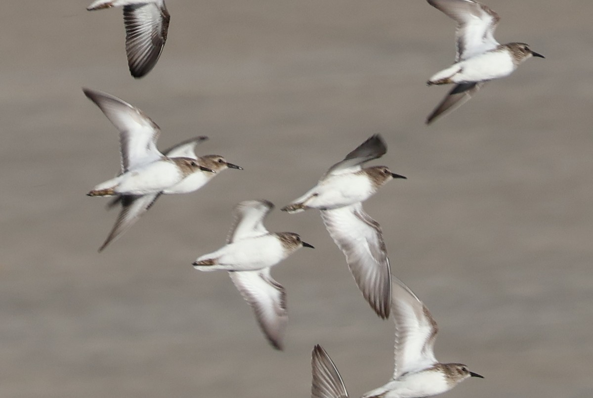 アメリカヒバリシギ - ML646703752