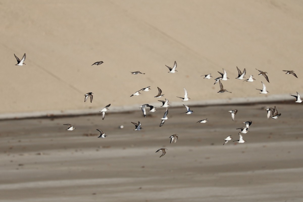 アメリカヒバリシギ - ML646703753