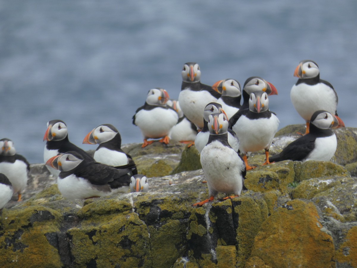 Atlantic Puffin - ML646703755