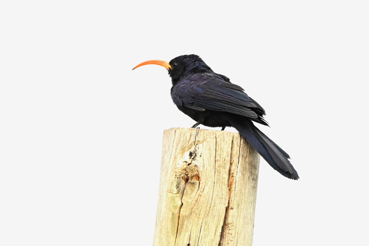 Irrisor à cimeterre - ML646703762