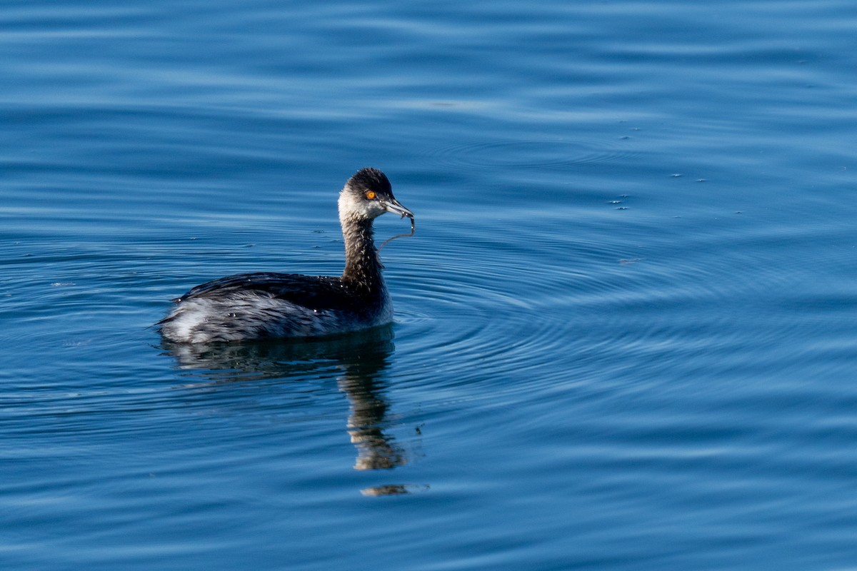 Grèbe à cou noir - ML646703764