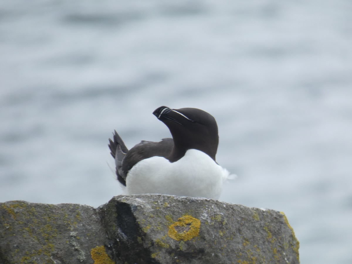 Alca Común - ML646703767