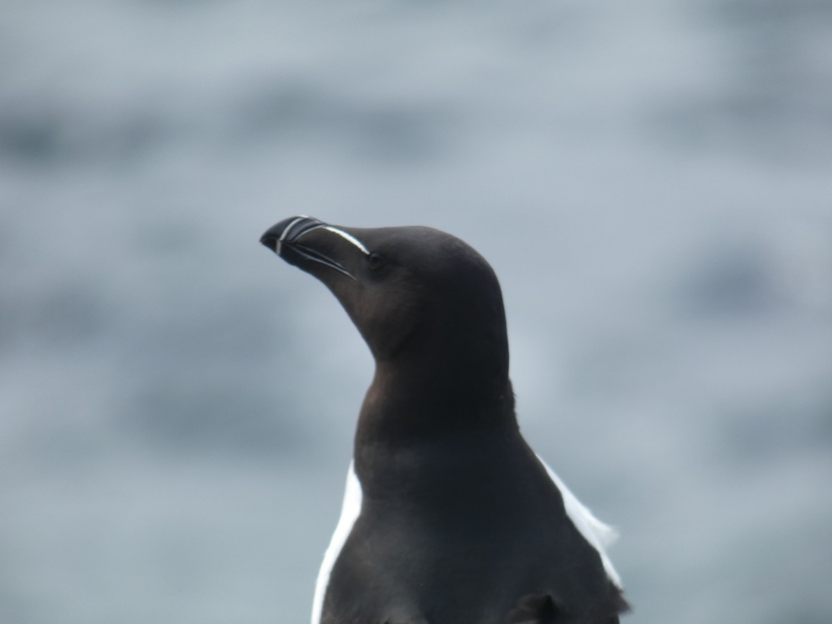 Alca Común - ML646703768