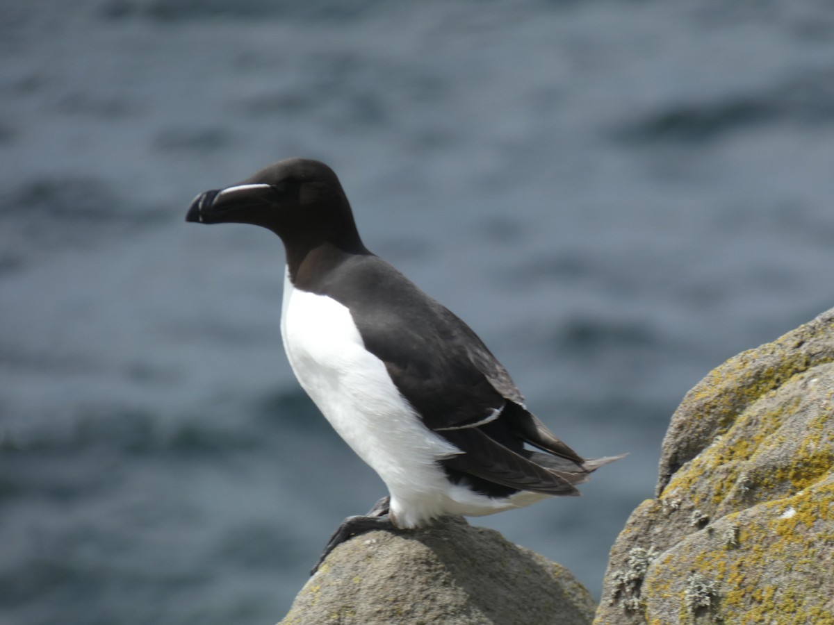 Alca Común - ML646703769