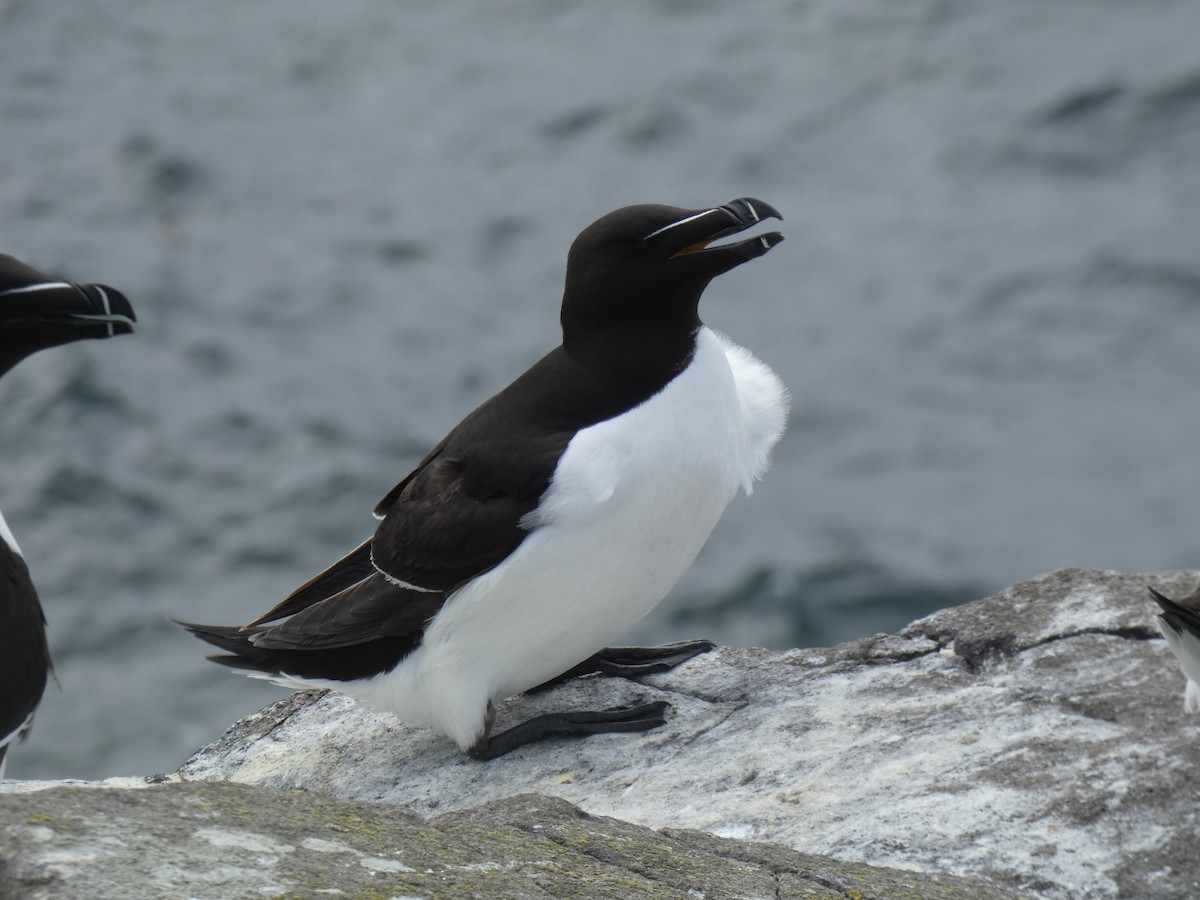 Alca Común - ML646703771