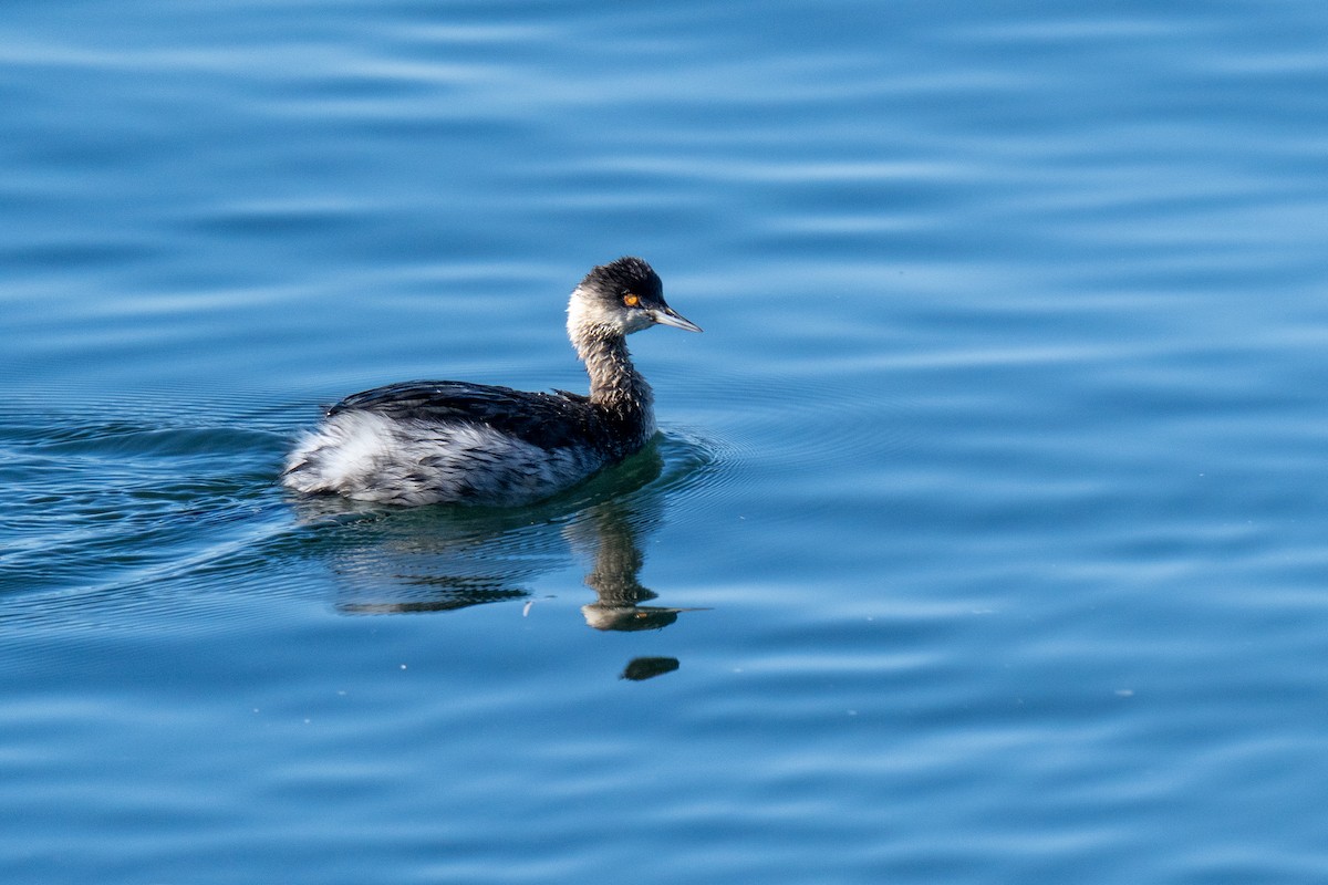 Grèbe à cou noir - ML646703773