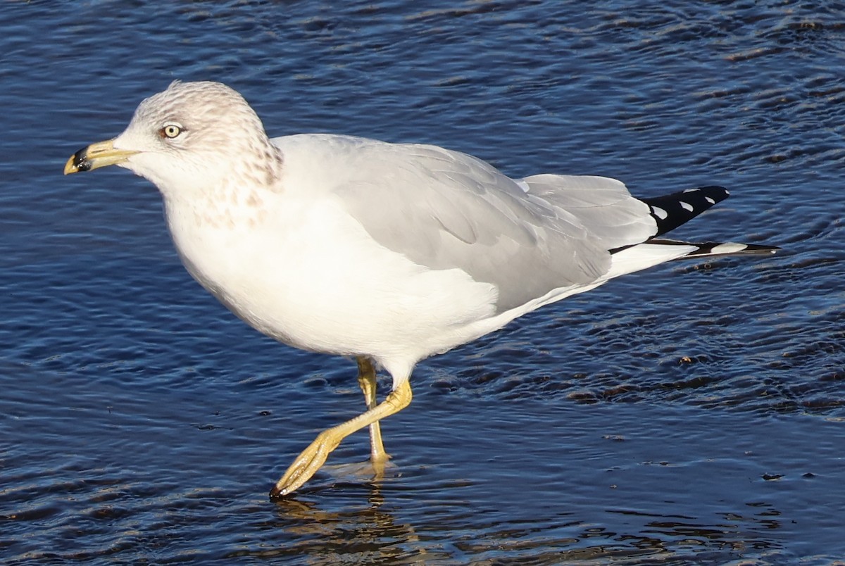 Ring-billed Gull - ML646703774