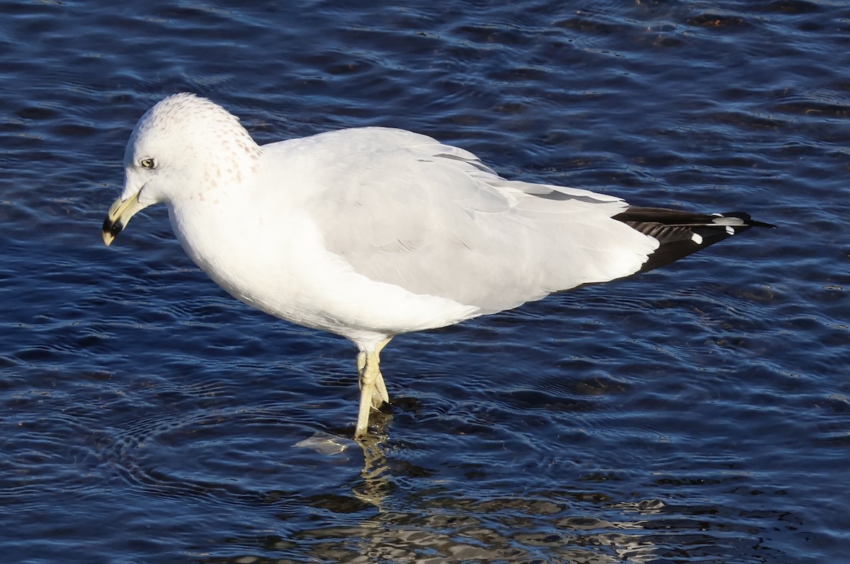 Ring-billed Gull - ML646703775