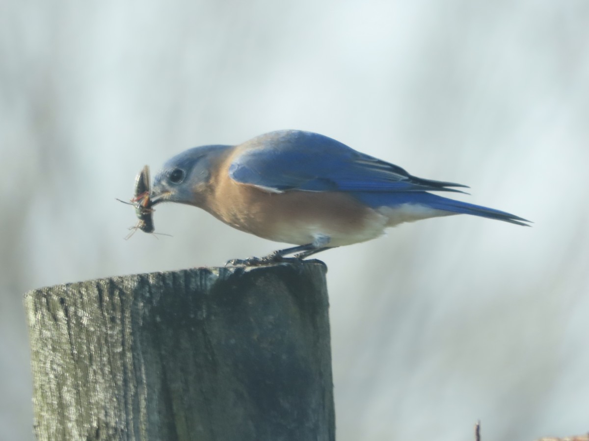 Eastern Bluebird - ML646703782