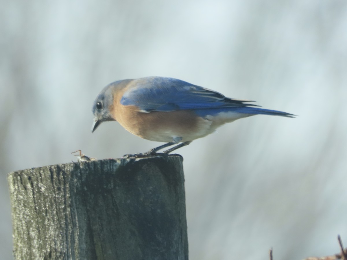 Eastern Bluebird - ML646703783