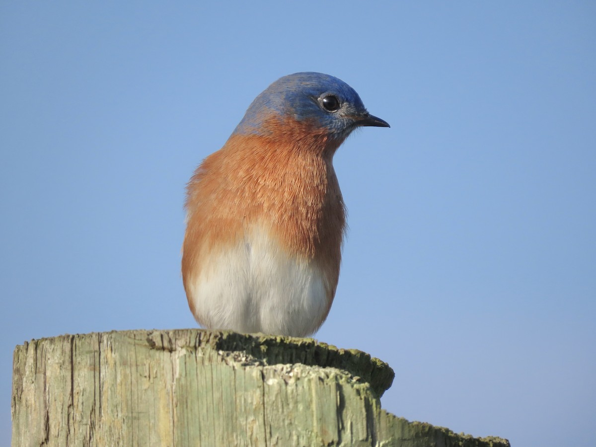 Eastern Bluebird - ML646703784
