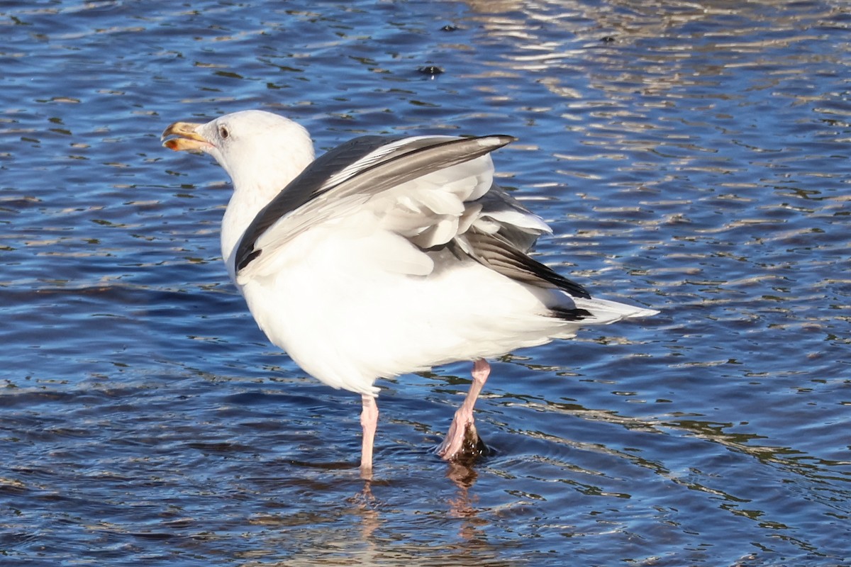 Western Gull - ML646703796
