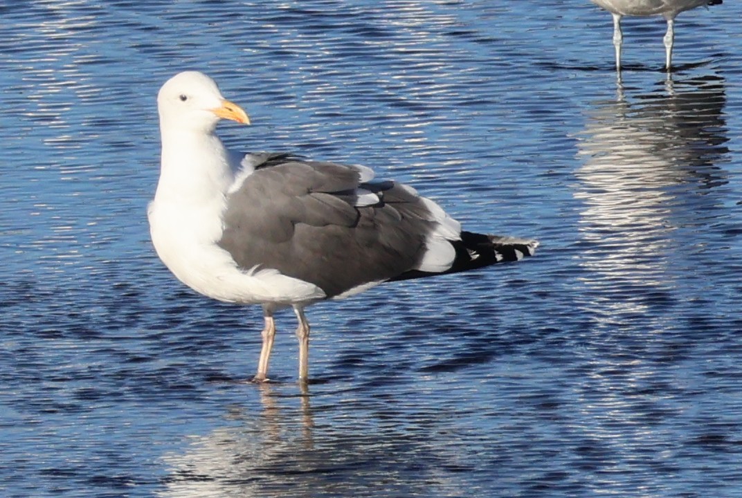 Western Gull - ML646703797