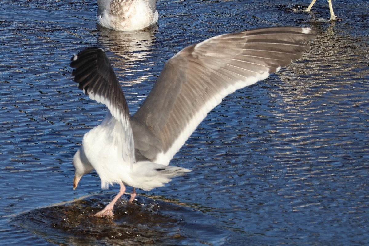 Western Gull - ML646703798
