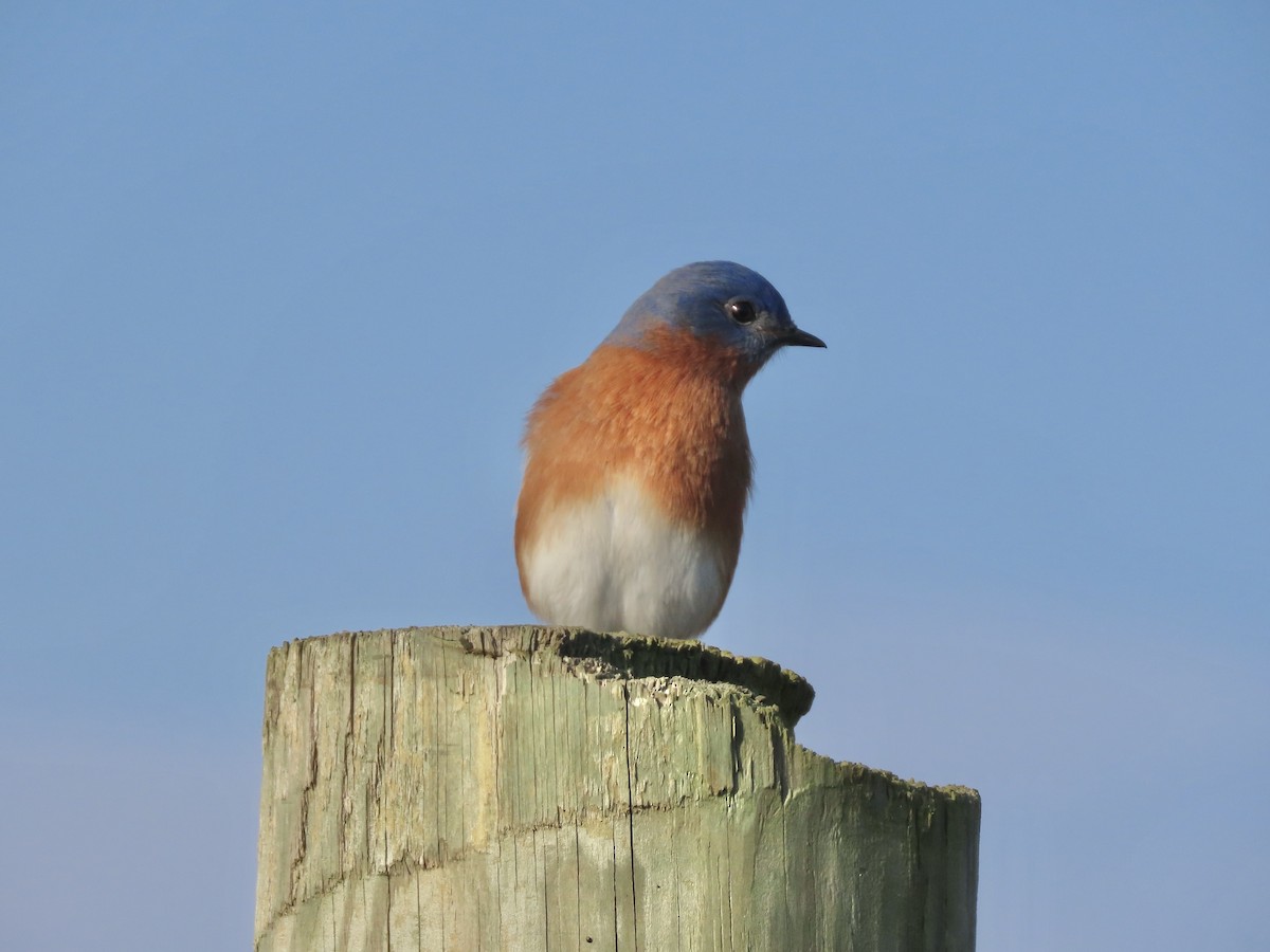 Eastern Bluebird - ML646703800