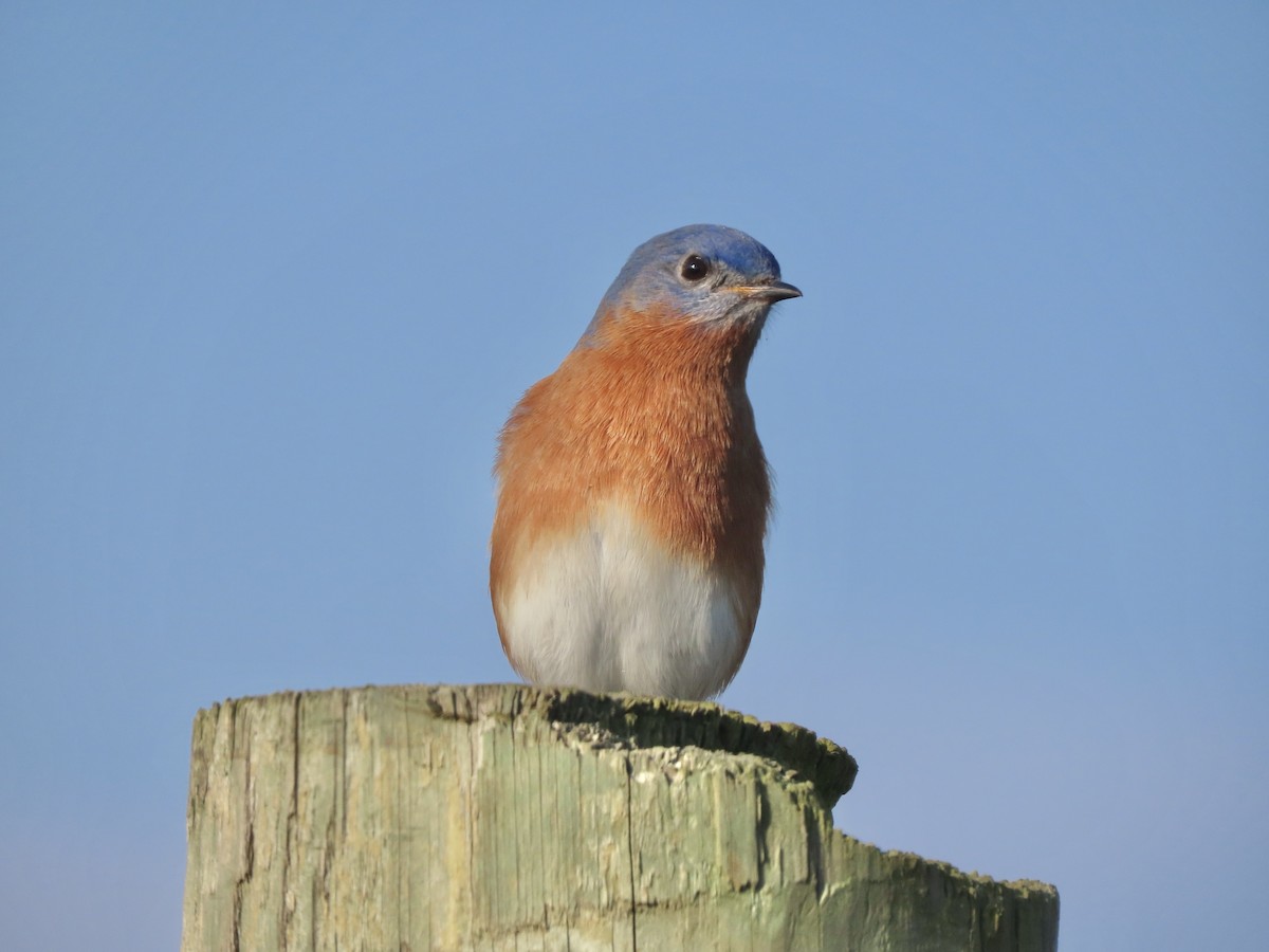 Eastern Bluebird - ML646703801