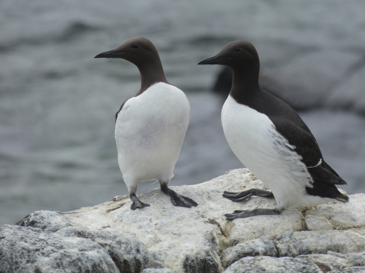 Arao Común - ML646703803