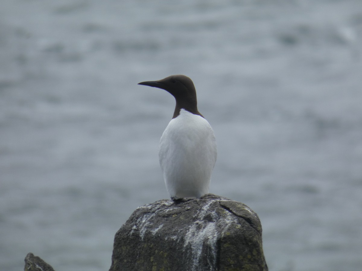 Arao Común - ML646703804