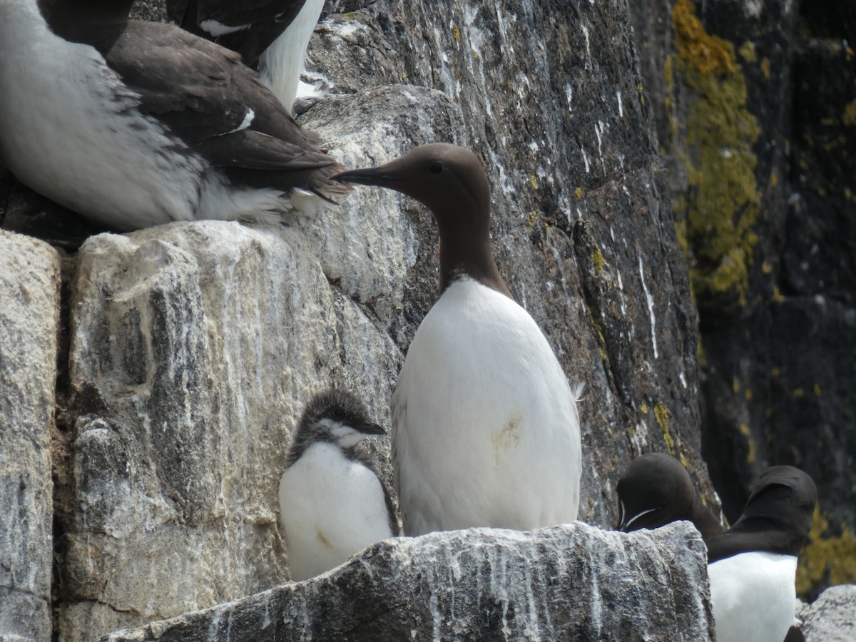 Arao Común - ML646703805