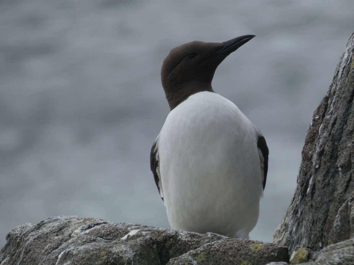 Arao Común - ML646703806