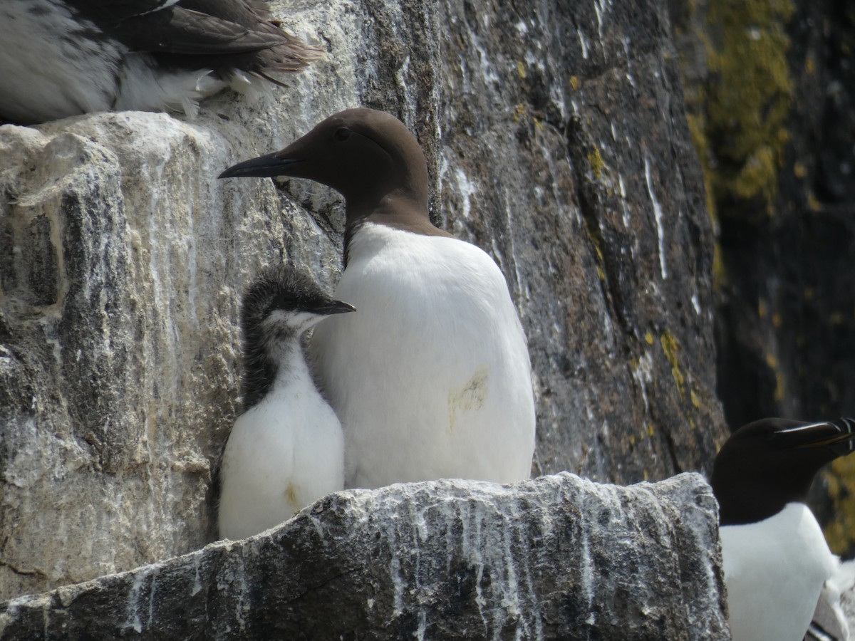 Arao Común - ML646703812