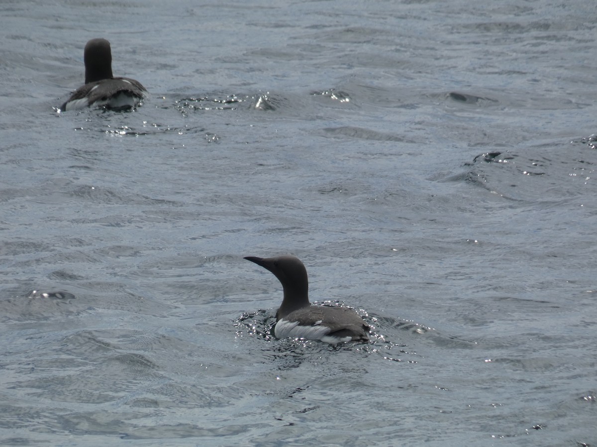 Arao Común - ML646703813