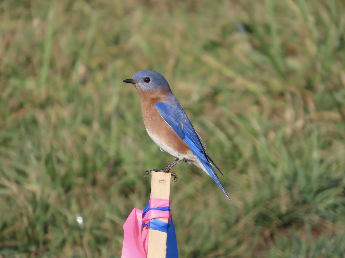 Eastern Bluebird - ML646703817