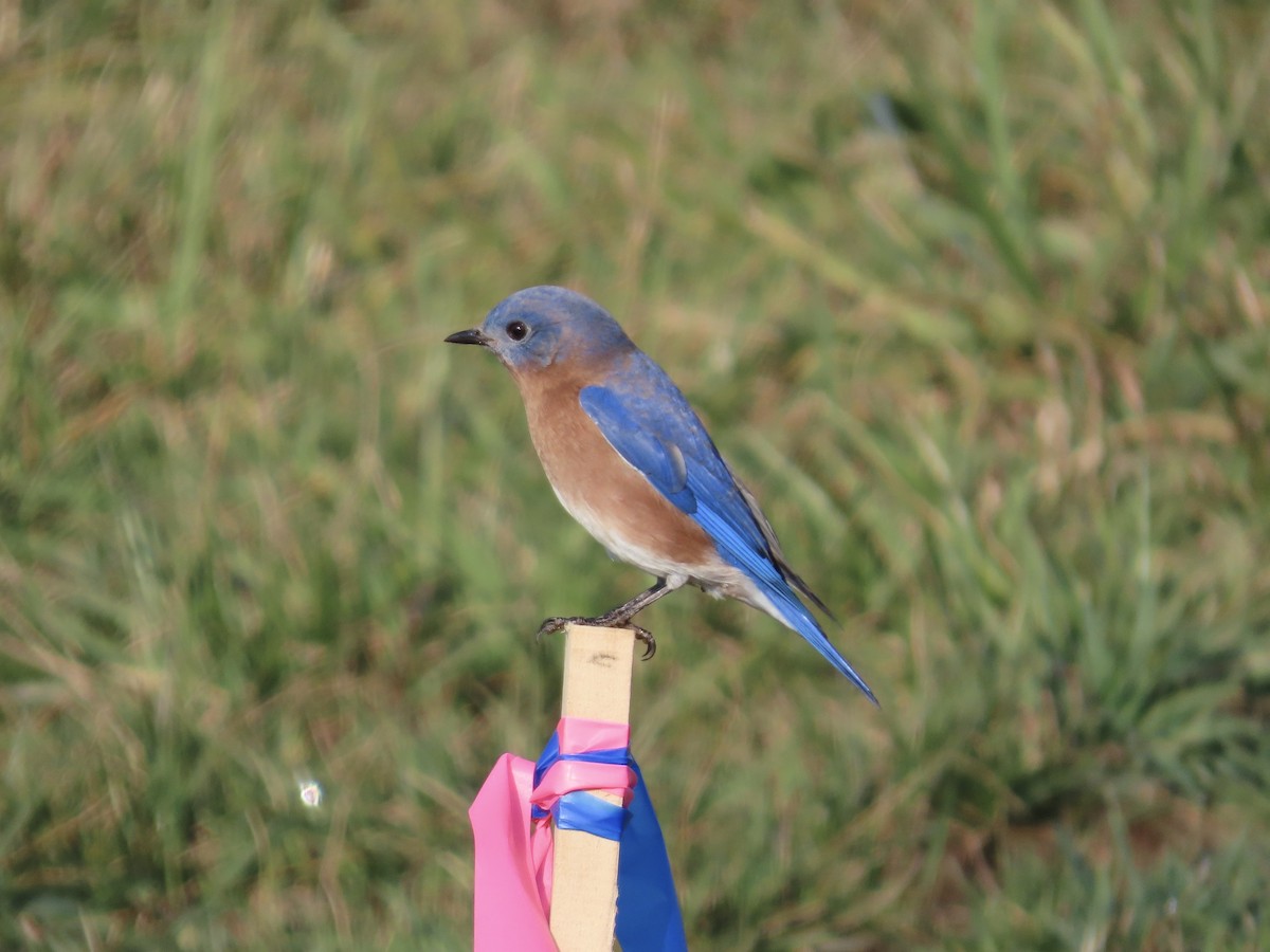 Eastern Bluebird - ML646703818