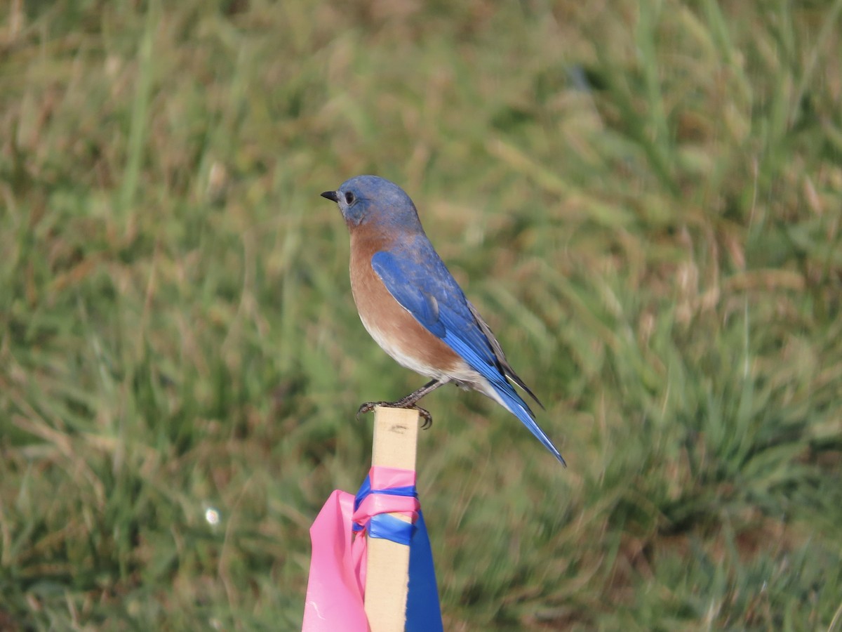 Eastern Bluebird - ML646703819