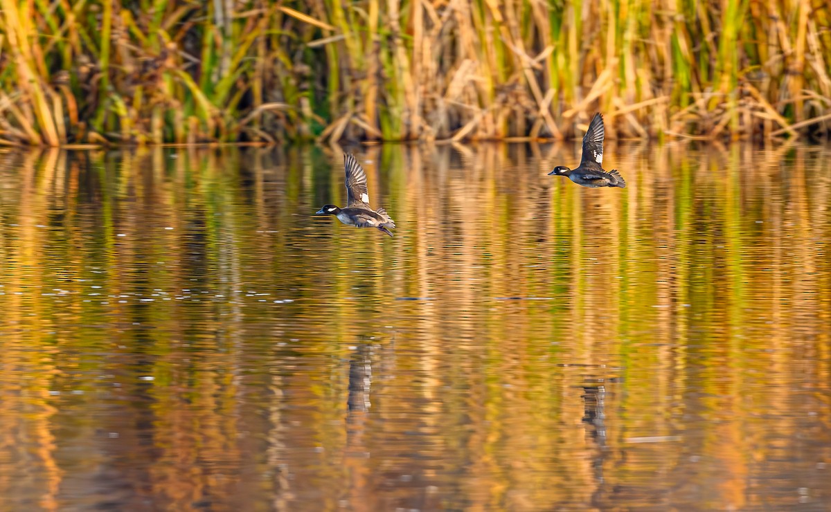 ヒメハジロ - ML646703822