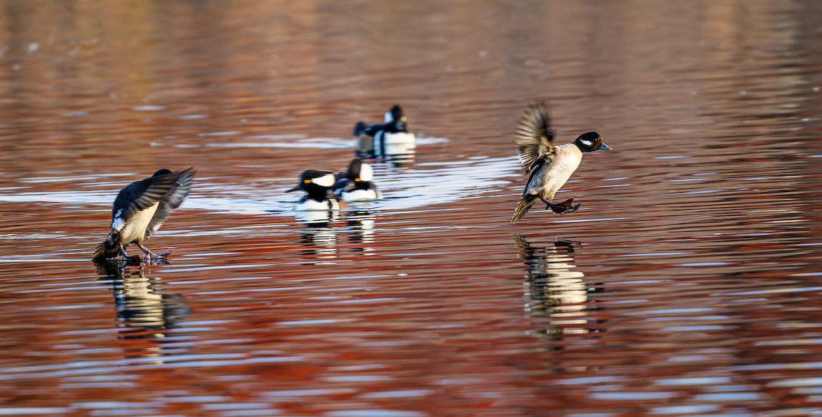 ヒメハジロ - ML646703823