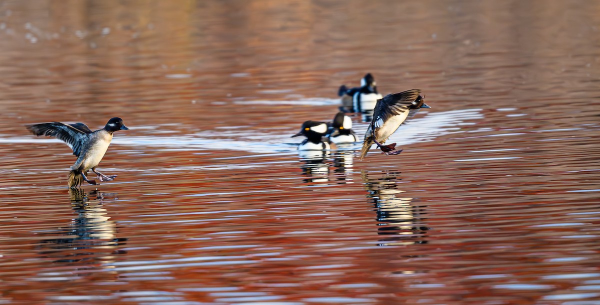 ヒメハジロ - ML646703824