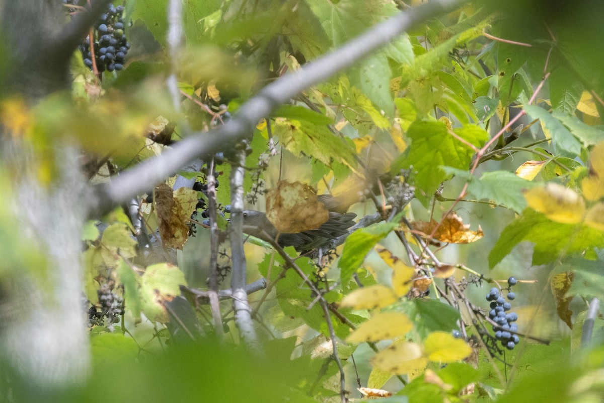 Gray Catbird - ML646703825