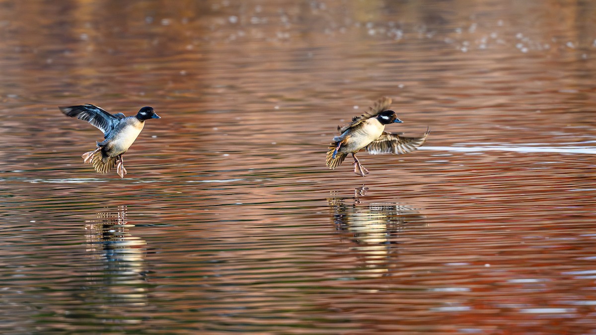 ヒメハジロ - ML646703826