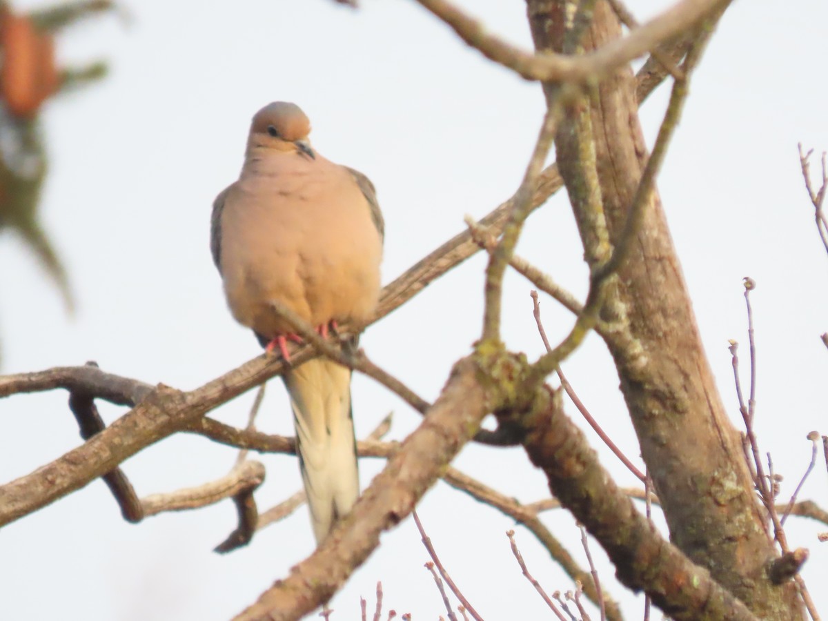 sørgedue - ML646703827