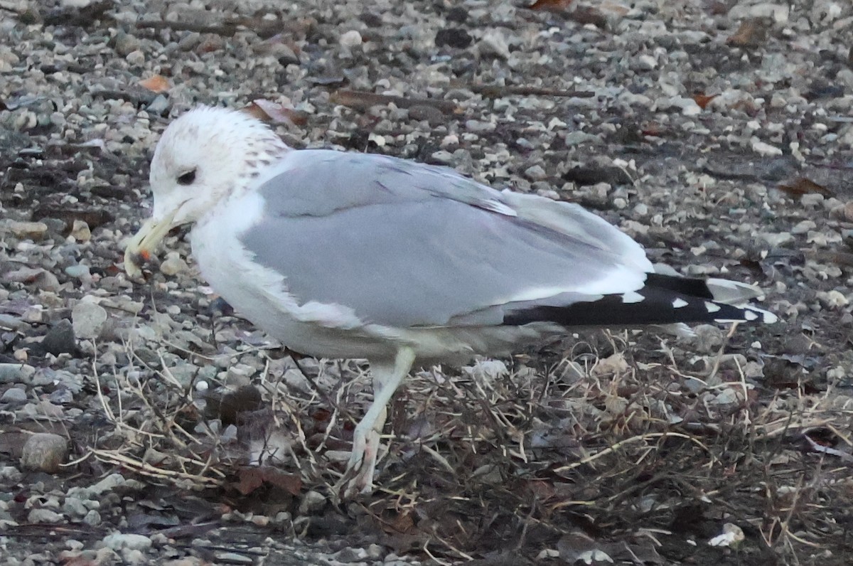 California Gull - ML646703828
