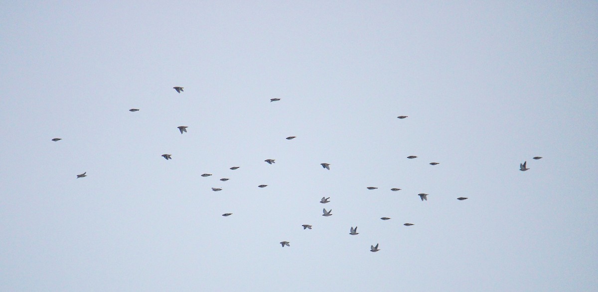 Buztanori boreala - ML646703832