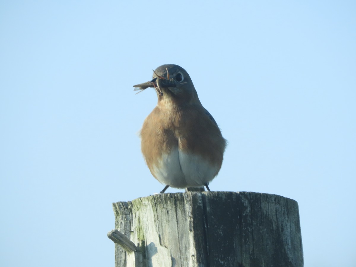 Eastern Bluebird - ML646703837